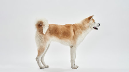 Side view of beautiful Shiba Inu dog looking awayの写真素材