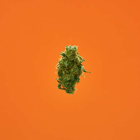 Marijuana for herbal medicine on orange backgroundの写真素材