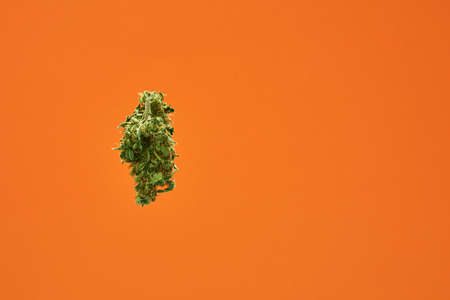 Green dry marijuana bud for herbal medicineの写真素材