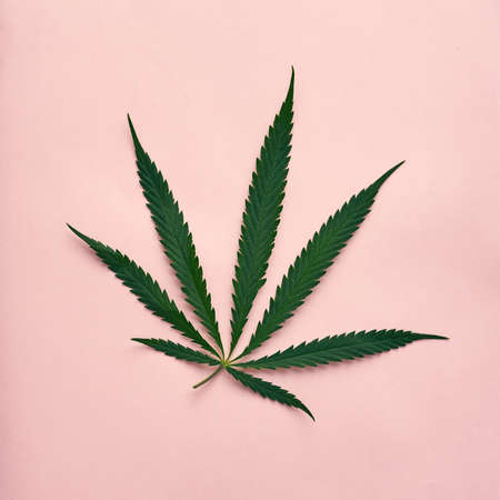 Top view of marijuana leaf on beige backgroundの写真素材