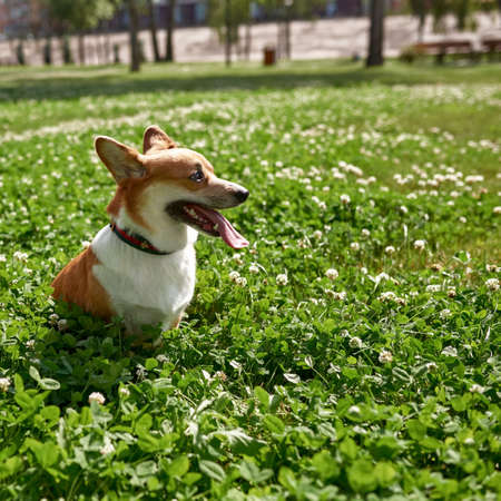 Corgi dog sit on green lawn with flowers in parkの写真素材
