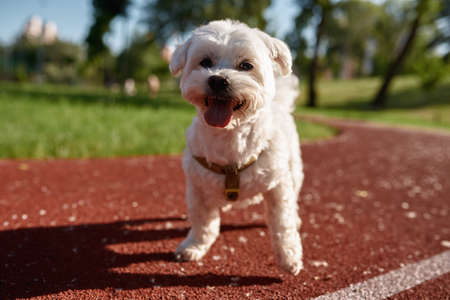 Portrait of Maltese dog on running track in park