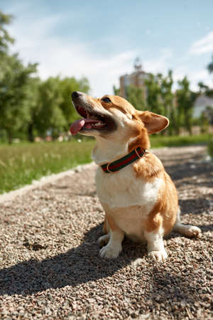 Adorable Corgi dog on gravel road in sunny parkの写真素材