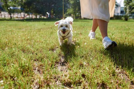 Partial girl walk cute furry Maltese dog in park