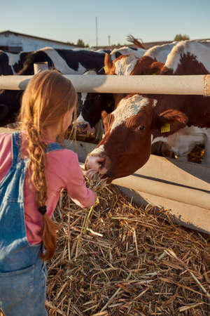 Little girl feeding cow with dry corn on farmの写真素材