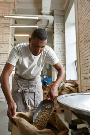 Worker taking coffee beans with scoop from sack