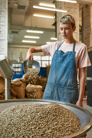 Girl worker pour out green coffee beans in grinder