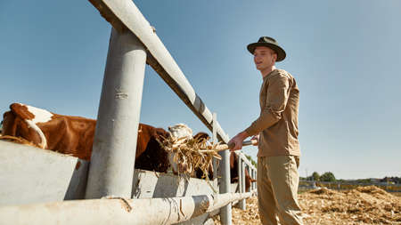 Male farmer feeding milk cows with hay with rakeの写真素材