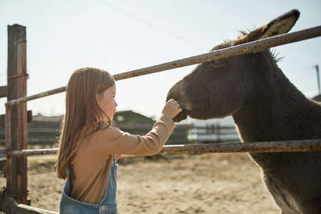 Little girl feeding cute donkey in paddock on farmの写真素材