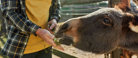 Cropped of male farmer feeding donkey with grass