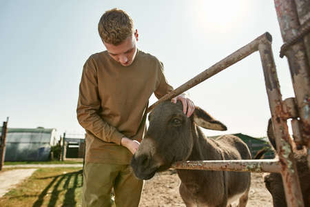 Teenage guy feeding donkey in paddock on farmの写真素材