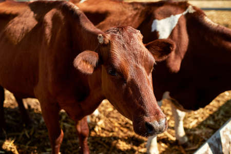 Herd of domestic cows grazing in paddock on farmの写真素材