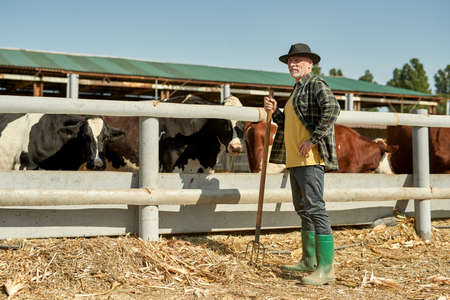 Mature male farmer with rake near cows on farm