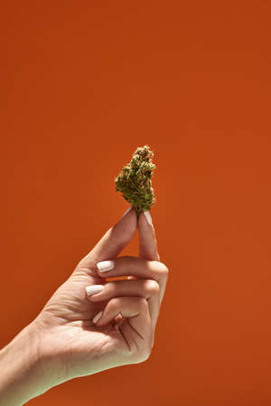 Hand hold dry marijuana bud on orange backgroundの写真素材