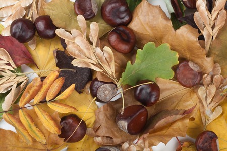 Colorful autumn leaves. . Top view.