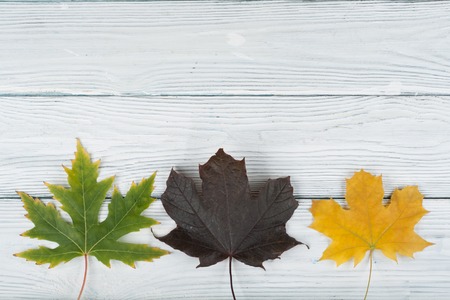 Colorful autumn leaves on wooden background, Copy space for text. Top view.