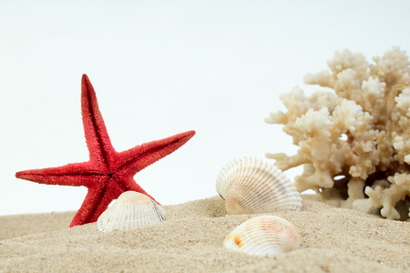 sea sand starfish, coral and pebbles on white background. Concept of rest. Top view.の写真素材