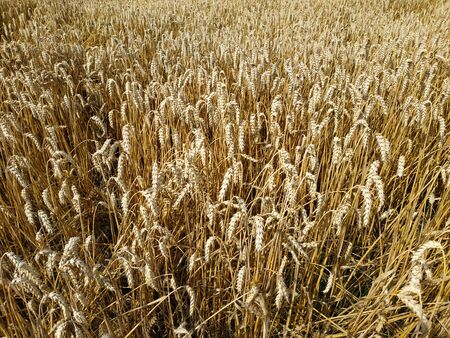 Wheat field natural product. Growth nature harvest. Ears of golden wheat close up. Rural scene under sunlight. Summer background of ripening ears of landscape.の写真素材