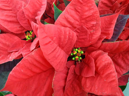 Closeup of red poinsettia flowers Euphorbia pulcherrima.の写真素材