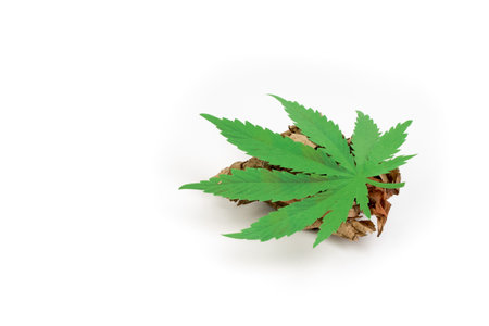 Legality of cannabis, legal and illegal cannabis on the world. law concept. white background.