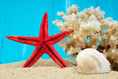 sea sand starfish, coral and pebbles as background. Concept of rest. Top view.の写真素材