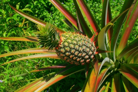 growing pineapleの写真素材