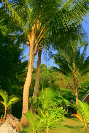 palm treeの写真素材