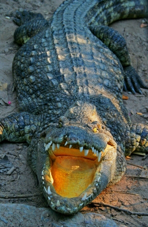 crocodile with open mouthの写真素材