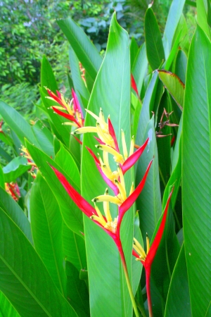 strange green flowersの写真素材