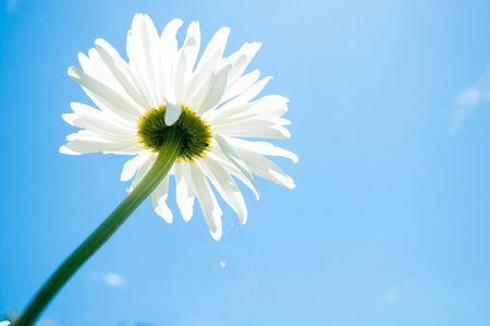 Chamomiles in the nature. Chamomiles flowers on sunny summer day. Beautiful flower and blue skyの写真素材