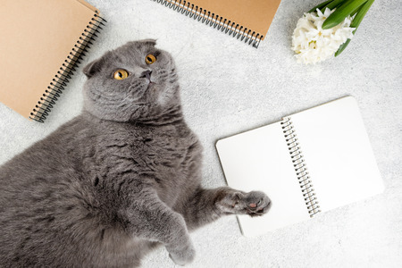 Cute cat lying on white wooden table with notebooks and flower hyacinth. Cozy weekend concept, top viewの写真素材