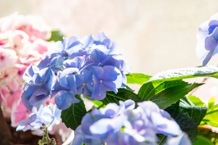 Beautiful blossoming flowers of hydrangea on window sill. Birthday, Mother's, Valentines, Women's, Wedding Day concept. Festive flowering background. Home gardeningの写真素材