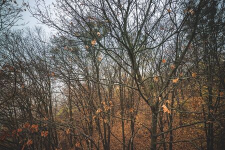 Autumn landscape. Autumn forest with fog. Bare trees and mist in the woods. Misty fall forest