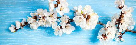 Beautiful floral spring abstract background with blooming flowers. White spring cherry blossom on blue rustic wooden table. Mothers Day concept. Copy spaceの写真素材
