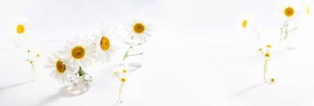 Beautiful chamomiles flowers in glass vases on white background. Floral composition in home interior. Spring and summer daisy flowers, copy spaceの写真素材