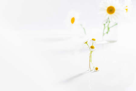 Beautiful chamomiles or daisy flowers in glass vase on white table. Floral composition in home interior. Festive background, alternative medicine, herbal, beauty conceptの写真素材