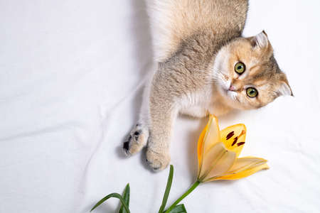 Cat and flower. Funny kitten and lily flower on white background. Cute cat and beautiful flower. Happy birthday, holidays, cozy home cat conceptの写真素材