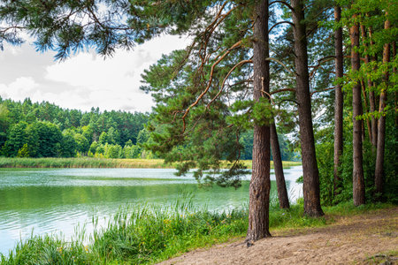 Beautiful natural scenery of river in forest. Landscape with coniferous woods and river. Wonderful summertime scene of forest and blue green water among forestの写真素材