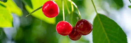 Ripe cherries hanging from a cherry tree branch in the orchard. Sun light on fruits cherry orchard in summer. Cherry in the sunny gardenの写真素材