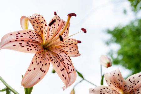 Pastel pink Lily flower in garden. Beautiful Lily flower over blurred nature background. Flowering background of bloom asian lily in summer in flower garden. floral backgroundの写真素材