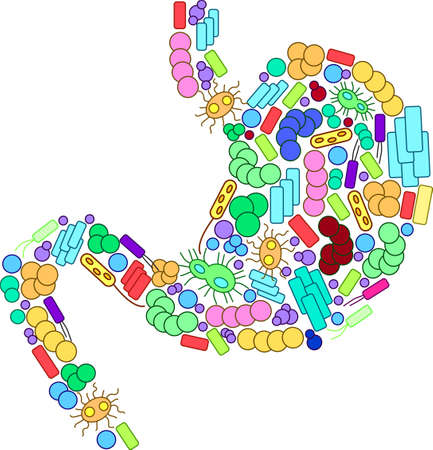 Stomach shaped out of microorganismsのイラスト素材