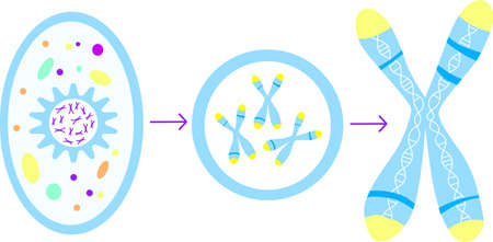 Genenic information: cell, nucleus and chromosomesのイラスト素材