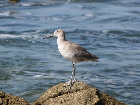 Willet at Corona Del Marの写真素材