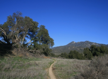 Pacific Crest Trail leading through a meadow past a live oak, San Diego County, Californiaの写真素材