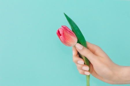 Trendy delicate spring manicure.Female hand with nail design on light blue turquiose background holding pink tulip flower. Copy space.の写真素材