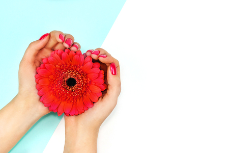 Female hands with trendy coral nail design holding gerbera on blue and white background. Flat lay. Copy space.の写真素材