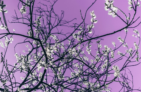 Sunlit willow branches in bloom on lilac background. Spring concept.の写真素材