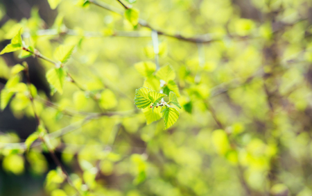 Beautiful young spring green leaves on faded blurred background. Copy space. Springtime nature concept.の写真素材