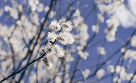 Sunlit willow branches in bloom on blue sky background. Close-up.の写真素材