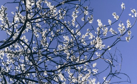Sunlit willow branches in bloom on blue sky background. Close-up.の写真素材